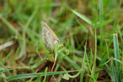 Coenonympha pamphilus