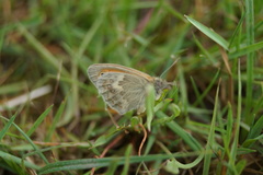 Coenonympha pamphilus