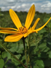Helianthus tuberosus