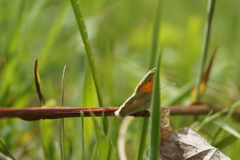 Coenonympha pamphilus