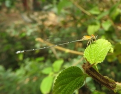 Pseudagrion rubriceps