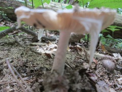 Tricholoma virgatum