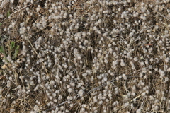 Micropus californicus