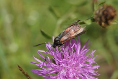 Zygaena