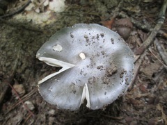 Tricholoma virgatum