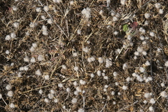 Micropus californicus