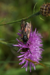 Zygaena