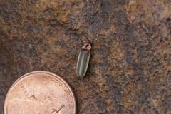 Photinus marginellus