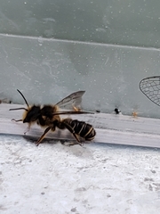 Megachile pugnata