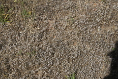 Micropus californicus