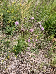 Cirsium
