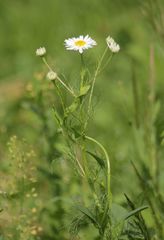 Tripleurospermum inodorum