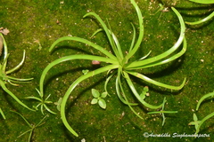 Fimbristylis helicophylla