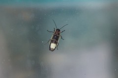 Photinus marginellus