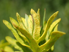 Aecidium euphorbiae