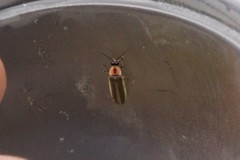Photinus marginellus