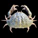 Common Box Crab - Photo (c) Ondřej Radosta, some rights reserved (CC BY-NC)