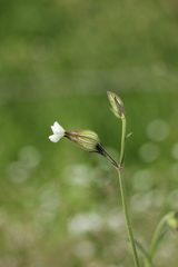 Silene latifolia