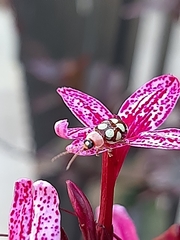 Omophoita