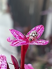 Omophoita
