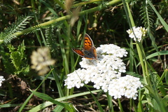 Lycaena phlaeas