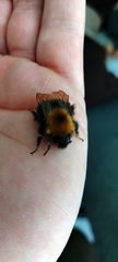 Bombus hypnorum