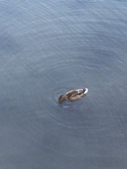 Anas platyrhynchos