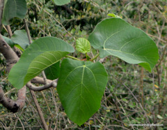 Ficus auriculata