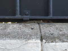 Tarentola mauritanica