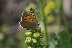 Lycaena phlaeas