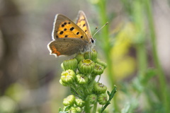 Lycaena phlaeas