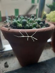 Cladoxerus