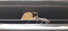 Cladoxerus