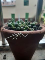 Cladoxerus