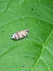 Tachycixius venustulus