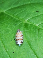 Tachycixius venustulus