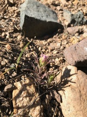 Orthocarpus cuspidatus