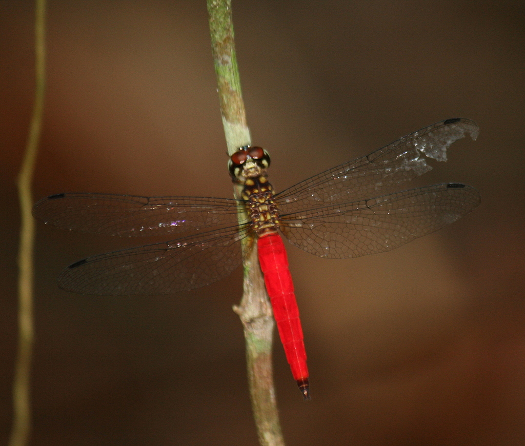 Lyriothemis meyeri