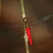 Lyriothemis meyeri - Photo (c) marcel-silvius, some rights reserved (CC BY-NC)