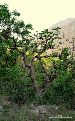 Ficus auriculata