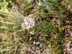 Achillea millefolium
