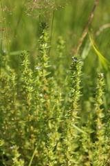 Veronica arvensis
