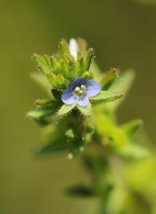 Veronica arvensis