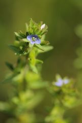 Veronica arvensis