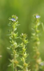 Veronica arvensis