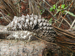 Pinus attenuata