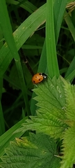 Coccinella septempunctata