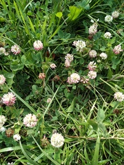 Trifolium hybridum