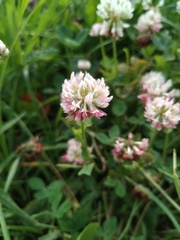 Trifolium hybridum