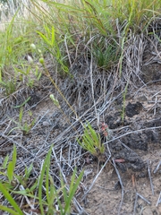 Phemeranthus rugospermus